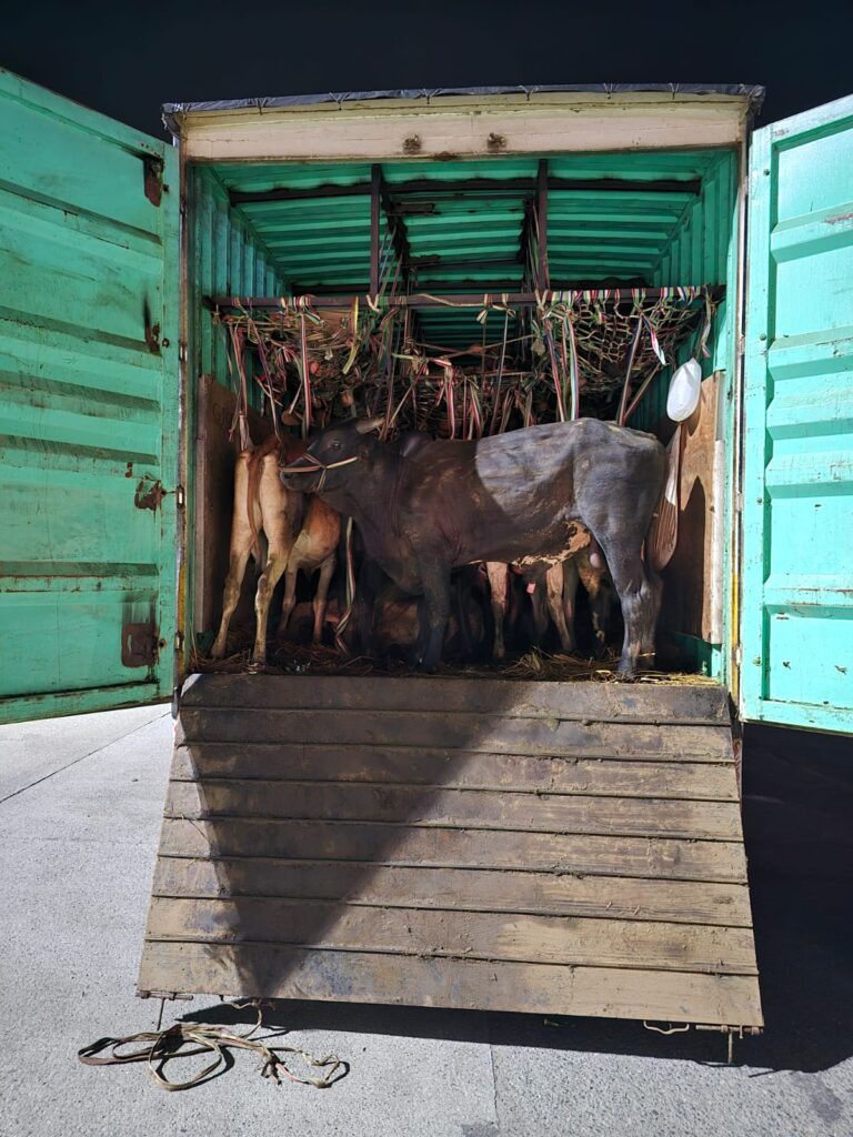 बड़ी मात्रा में गौवंश की तस्करी करने में पकड़ा गया एक कन्टेनर।