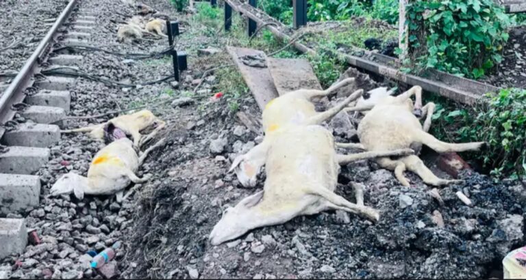 ट्रेन से कटकर 100 से अधिक भेड़ों की मौत