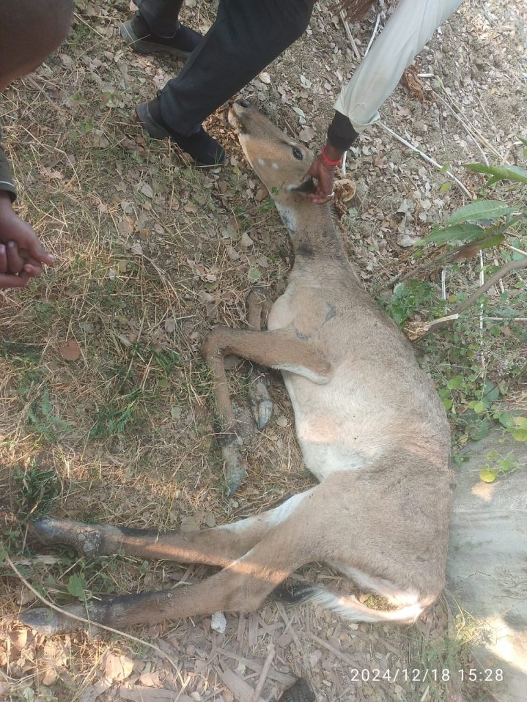 ठंड से नीलगाय की मौत, वन विभाग ने करवाया अंतिम संस्कार