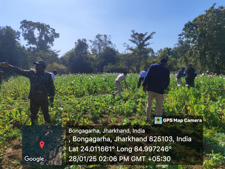 टंडवा वन भूमि पर लगे दो एकड़ में अफीम के खेती को वन विभाग द्वारा नष्ट किया गया। 