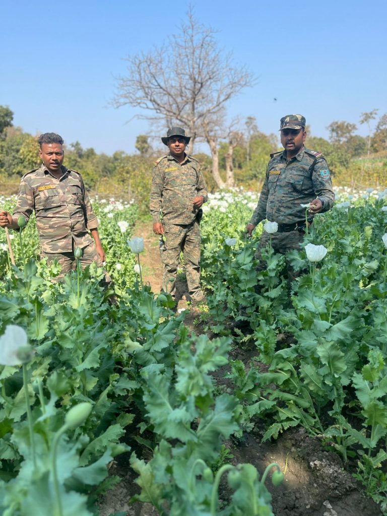 हजारीबाग पुलिस की लगातार कारवाई,12 एकड़ भूमि पर लगे पोस्ता की फसल को किया गया नष्ट।