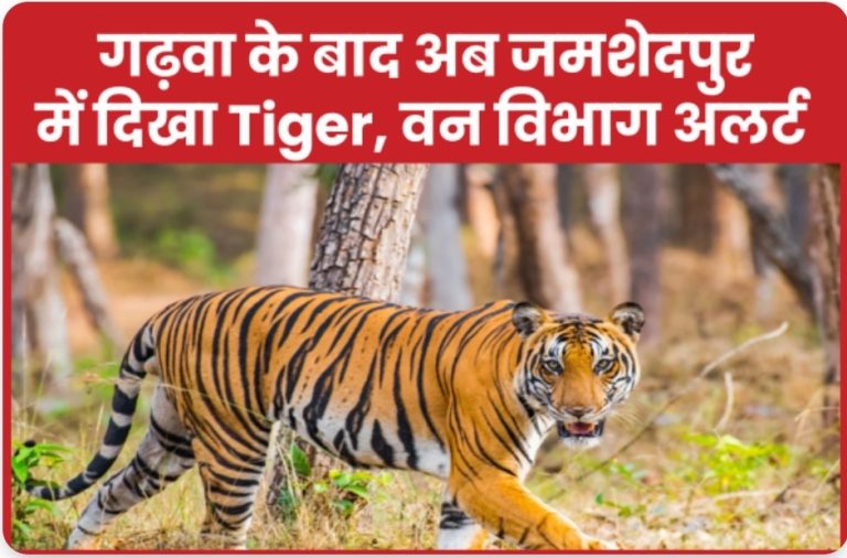 गढ़वा के बाद अब जमशेदपुर में दिखा Tiger, वन विभाग अलर्ट