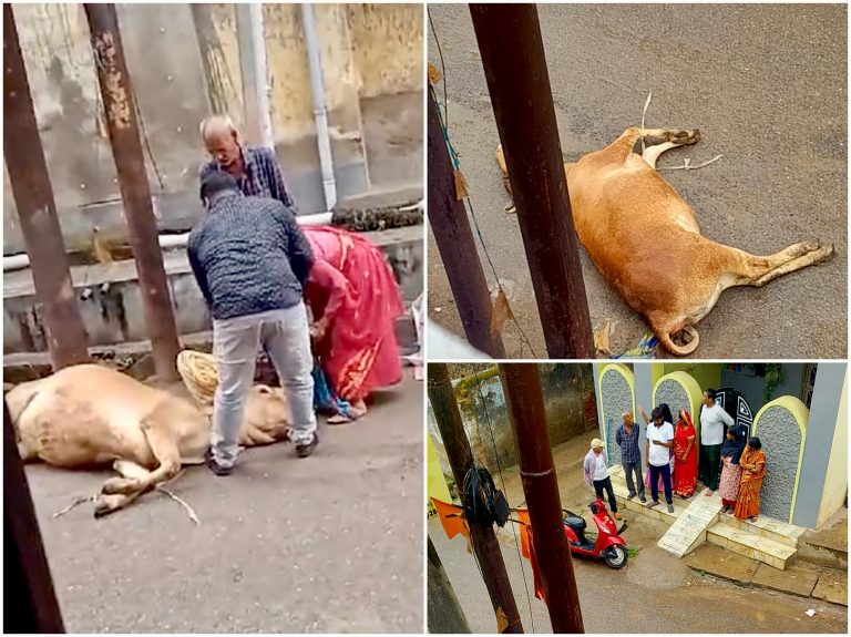 हजारीबाग में बिजली के खंभे से निकली करेंट ने ली गर्भवती गाय की जान, इलाके में फैला दहशत