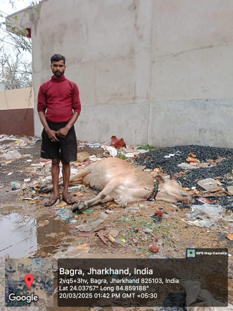 बज्रपात से दुधारू गाय की मौत, 