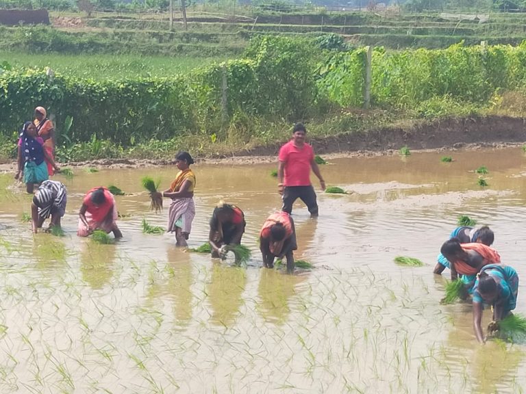 बारिश के बाद धान की रोपनी शुरू, लेकिन कई किसानों की फसल बर्बाद।