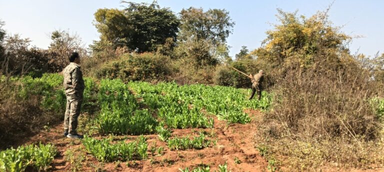 नौडीहा बाजार थाना अंतर्गत बिहार सीमावर्ती क्षेत्र मे 10 एकड़ मे लगे अफीम पोस्ता क़ो नष्ट किया गया