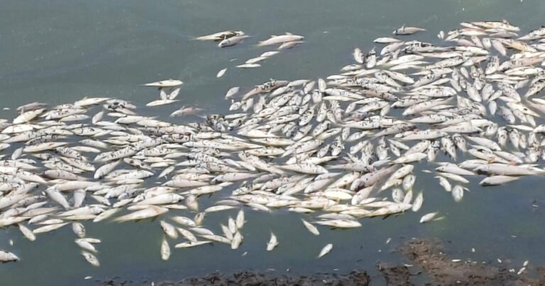 गिरिडीह के चिल्ड्रेन पार्क के तालाब में जहर डालने से 3 क्विंटल मछलियों की मौत, मत्स्य पालक को लाखों का नुकसान।